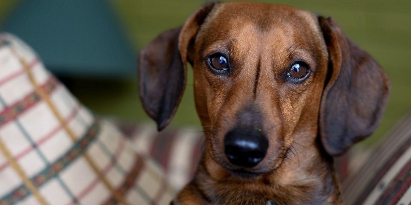 Cinco cosas que no le gustan a los perros y que generalmente hacen sus dueños